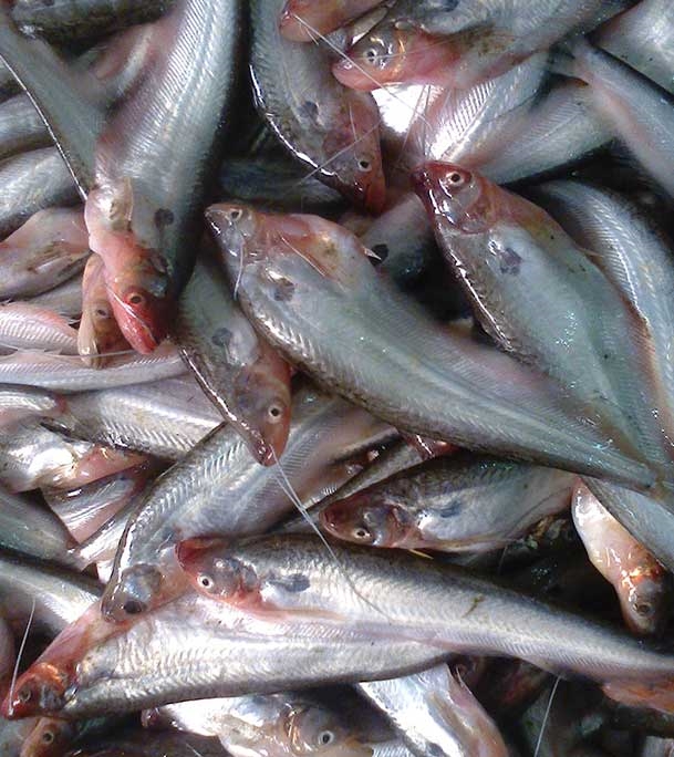 Pabda Fish (পাবদা মাছ) 1kg